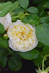 Nye Bevan Rose (Rosa 'AUSpital') at Lakeshore Garden Centres