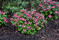 Cherry Explosion Hydrangea (Hydrangea macrophylla 'McKay') at Peter Knippel Garden Centre