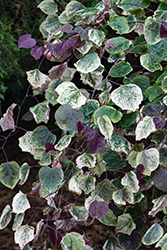 Carolina Sweetheart Redbud (Cercis canadensis 'NCCC1') at Lakeshore Garden Centres