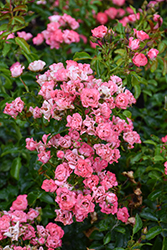 Passionate Kisses Rose (Rosa 'Meizebul') at Lakeshore Garden Centres