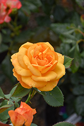 Good As Gold Rose (Rosa 'WEKgobafa') at Lakeshore Garden Centres
