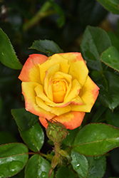 Judy Garland Rose (Rosa 'Judy Garland') at Lakeshore Garden Centres