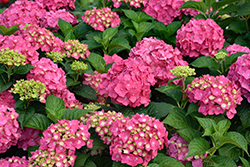 Summer Crush Hydrangea (Hydrangea macrophylla 'Bailmacfive') at Green Thumb Garden Centre