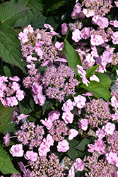 Tiny Tuff Stuff Hydrangea (Hydrangea serrata 'MAKD') at Lakeshore Garden Centres