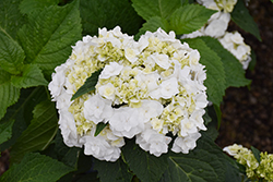 Wedding Gown Hydrangea (Hydrangea macrophylla 'Dancing Snow') at Peter Knippel Garden Centre