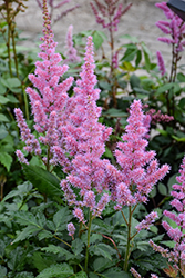Maggie Daley Astilbe (Astilbe chinensis 'Maggie Daley') at Peter Knippel Garden Centre