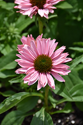 SunSeekers Salmon Coneflower (Echinacea 'IFECSSSAL') at Peter Knippel Garden Centre