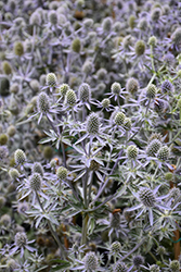 Blue Glitter Sea Holly (Eryngium planum 'Blue Glitter') at Peter Knippel Garden Centre