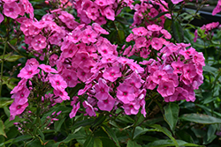Bubble Gum Pink Garden Phlox (Phlox paniculata 'Ditomfra') at Lakeshore Garden Centres