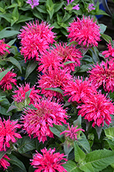 Balmy Rose Beebalm (Monarda didyma 'Balbalmose') at Peter Knippel Garden Centre