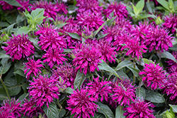 Balmy Purple Beebalm (Monarda didyma 'Balbalmurp') at Peter Knippel Garden Centre