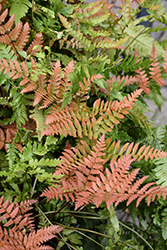 Brilliance Autumn Fern (Dryopteris erythrosora 'Brilliance') at Peter Knippel Garden Centre