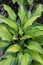 Island Breeze Hosta (Hosta 'Island Breeze') at Peter Knippel Garden Centre