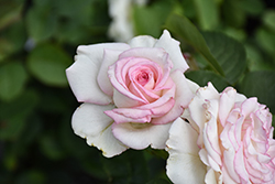 Moonstone Rose (Rosa 'Moonstone') at Lakeshore Garden Centres