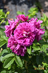 Hansa Rose (Rosa 'Hansa') at Lakeshore Garden Centres