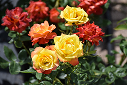 Judy Garland Rose (Rosa 'Judy Garland') at Lakeshore Garden Centres