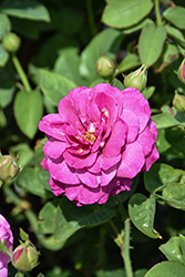 Heirloom Rose (Rosa 'Heirloom') at Lakeshore Garden Centres
