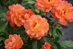 Livin' Easy Rose (Rosa 'HARwelcome') at Lakeshore Garden Centres