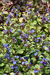 Plumbago (Ceratostigma plumbaginoides) at Peter Knippel Garden Centre