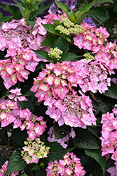 Let's Dance Can Do! Hydrangea (Hydrangea 'SMNHSI') at Lakeshore Garden Centres