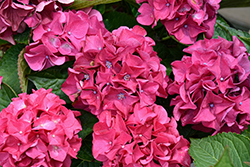Wee Bit Giddy Hydrangea (Hydrangea macrophylla 'SMNHML') at Lakeshore Garden Centres