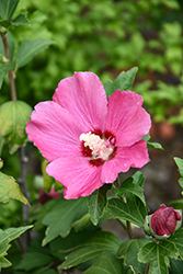 Chateau de Chambord Rose of Sharon (Hibiscus syriacus 'Minsyre10') at Lakeshore Garden Centres