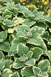 Lemon Twist Plectranthus (Plectranthus 'Lemon Twist') at Lakeshore Garden Centres