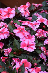 SunPatiens Compact Red Candy Impatiens (Impatiens 'SAKIMP070') at Lakeshore Garden Centres