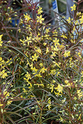 Burgundy Mist Star Flower (Lysimachia lanceolata 'Burgundy Mist') at Lakeshore Garden Centres