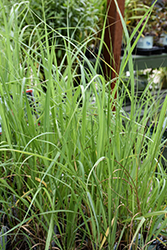 Switch Grass (Panicum virgatum) at Peter Knippel Garden Centre