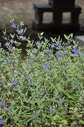 Sapphire Surf Caryopteris (Caryopteris x clandonensis 'Blauer Splatz') at Lakeshore Garden Centres