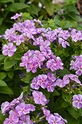 Bambini Lucky Lilac Dwarf Garden Phlox (Phlox paniculata 'Versluck') at Lakeshore Garden Centres