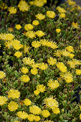 Delmara Yellow Ice Plant (Delosperma 'Delmara Yellow') at Peter Knippel Garden Centre