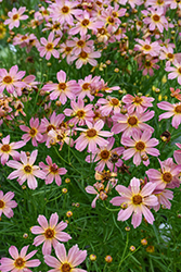 Shades of Rose Tickseed (Coreopsis 'Shades Of Rose') at Lakeshore Garden Centres