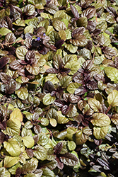 Bronze Beauty Bugleweed (Ajuga reptans 'Bronze Beauty') at Lakeshore Garden Centres