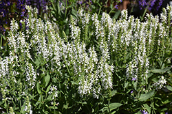 Lyrical White Meadow Sage (Salvia nemorosa 'Florsalwhite') at Lakeshore Garden Centres