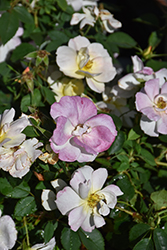 Peach Lemonade Rose (Rosa 'Radpastel') at Lakeshore Garden Centres