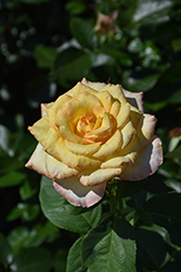 Hotel California Rose (Rosa 'ORAsoglo') at Lakeshore Garden Centres