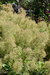 Young Lady Smokebush (Cotinus coggygria 'Young Lady') at Peter Knippel Garden Centre