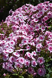 Early Pink Candy Garden Phlox (Phlox paniculata 'Early Pink Candy') at Peter Knippel Garden Centre