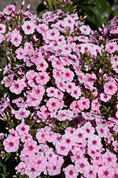 Wanda Phlox (Phlox 'Wanda') at Lakeshore Garden Centres