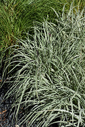 Chameleon Little Bluestem (Schizachyrium scoparium 'Chameleon') at Lakeshore Garden Centres