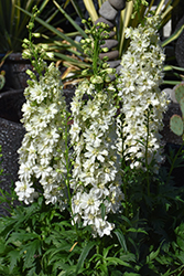 Delgenius Neva Larkspur (Delphinium 'Neva') at Lakeshore Garden Centres