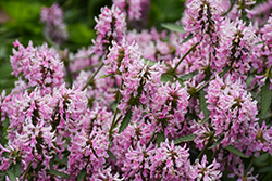 Pink Cotton Candy Betony (Stachys officinalis 'Pink Cotton Candy') at Lakeshore Garden Centres
