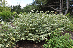 Pearl Frost Orixa (Orixa japonica 'Pearl Frost') at Lakeshore Garden Centres