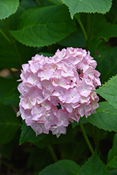 Bouquet Rose Hydrangea (Hydrangea macrophylla 'Bouquet Rose') at Lakeshore Garden Centres