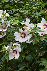 Lohengrin Rose of Sharon (Hibiscus 'Lohengrin') at Lakeshore Garden Centres