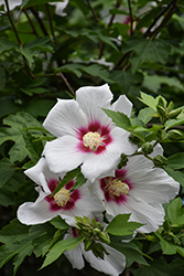 Lohengrin Rose of Sharon (Hibiscus 'Lohengrin') at Lakeshore Garden Centres