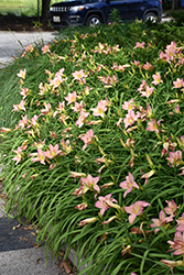 Pink Lavender Appeal Daylily (Hemerocallis 'Pink Lavender Appeal') at Lakeshore Garden Centres