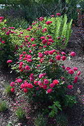 My Girl Rose (Rosa 'BAIgirl') at Lakeshore Garden Centres